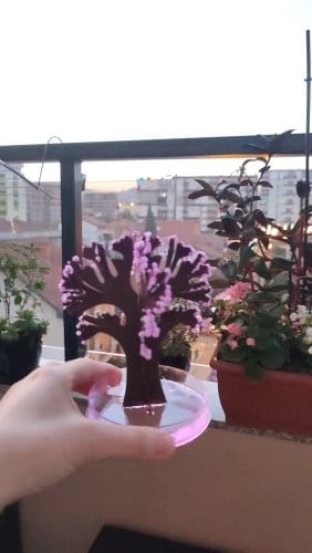 Sehrli sakura ağacı
