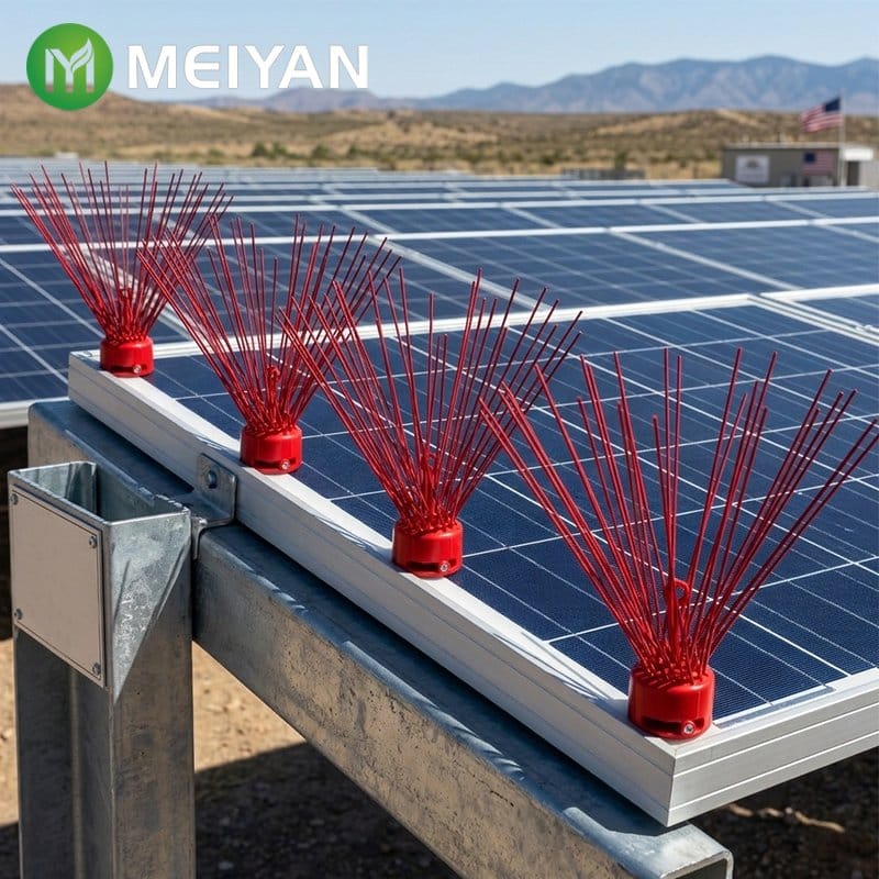 Qırmızı quşqovan iynə zolağı – 60 sm
